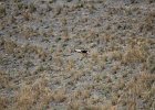 Arendbuizerd (long-legged buzzard) (buteo rufinus) - kloof bij Yolin Am (9)